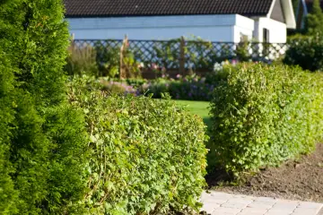 En välskött avenbok plantering ramar in en solig trädgård med ett vitt hus i bakgrunden.