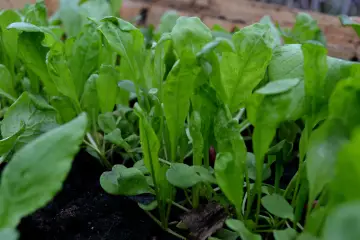 Små, gröna ruccolablad som spirar i mörk jord. Snart redo att odla och skörda för en god sallad.