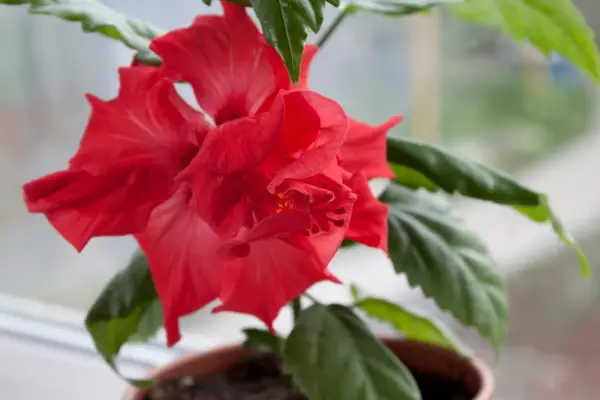 En vacker, röd hibiskus blomma med gröna blad i en kruka.