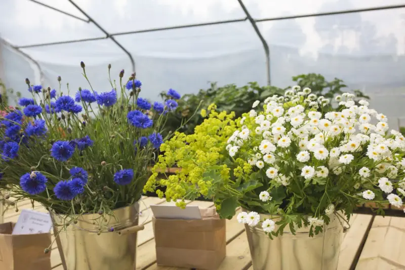 Blåklint, gul alchemilla och vita prästkragar i hinkar, redo att bli direktså sommarblommor.