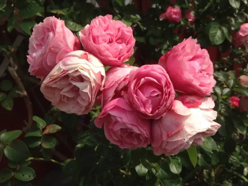 En bukett av rosa rosor, som Constance Spry, blommar i solljus.