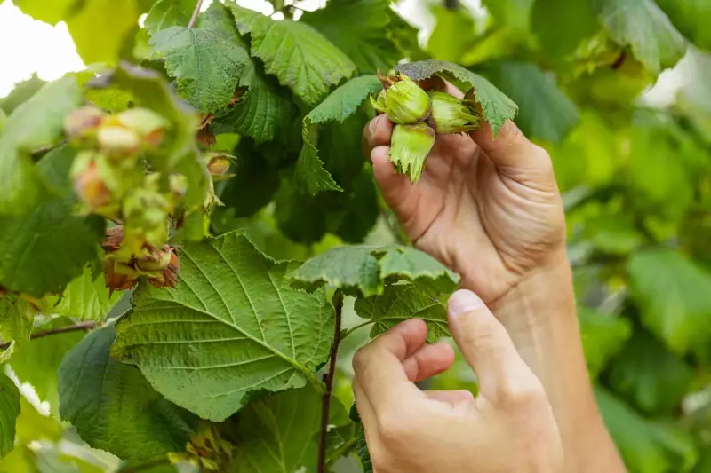 Händer plockar omogna nötter från en rödbladig hasselbuske. Gröna blad och nötter i fokus.