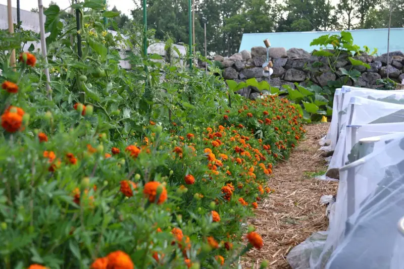 En rad med orange blommor kantas av tomatplantor i en pallkrage. Bredvid syns odlingar under fiberduk.