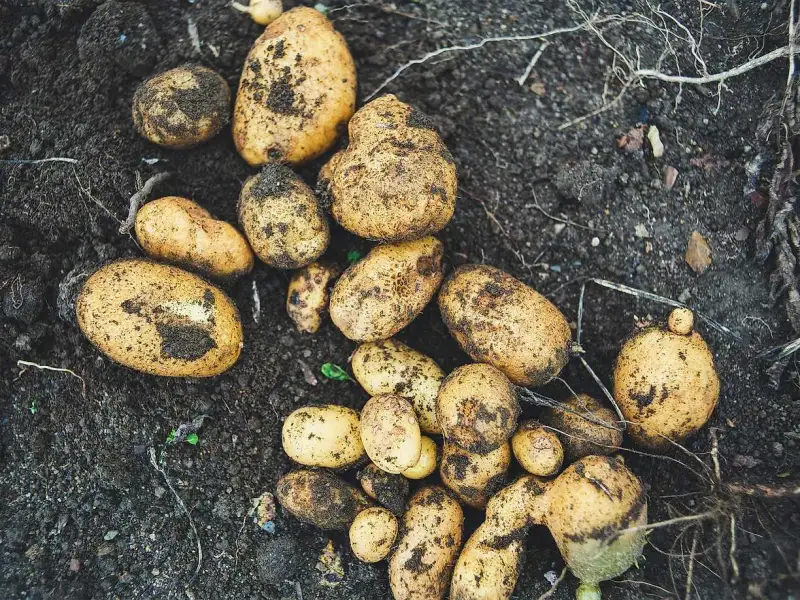 Färska, jordiga potatisar, en påminnelse om gamla potatissorter och skördetid.
