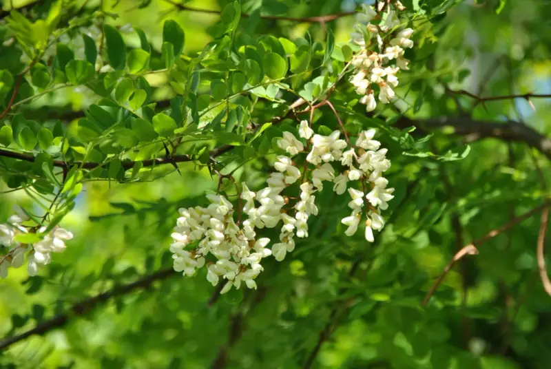 Vackra klasar med akacia blomma hänger från en gren, omgivna av gröna blad och solljus.