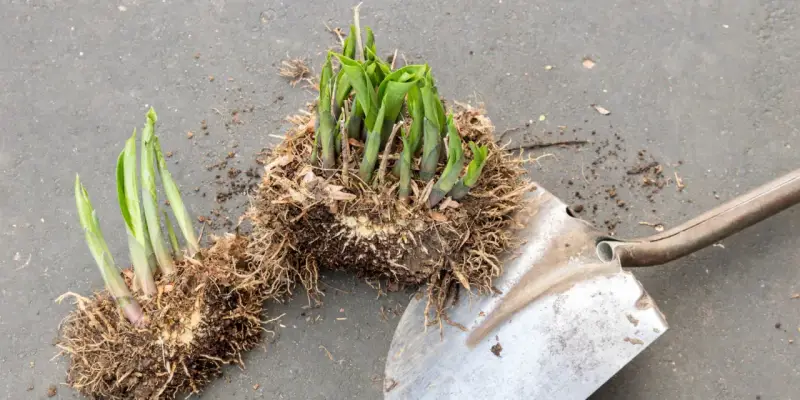 Hosta-plantor med rötter och en spade, redo att dela perenner för att ge nytt liv åt trädgården.