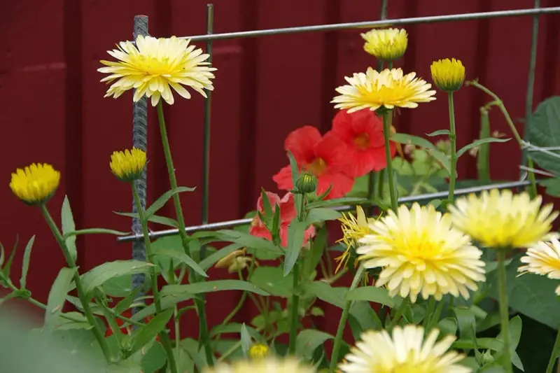 Gula blommor med röda blommor i bakgrunden. En fin påminnelse om att odla krasse hemma för att få in lite färg i vardagen.