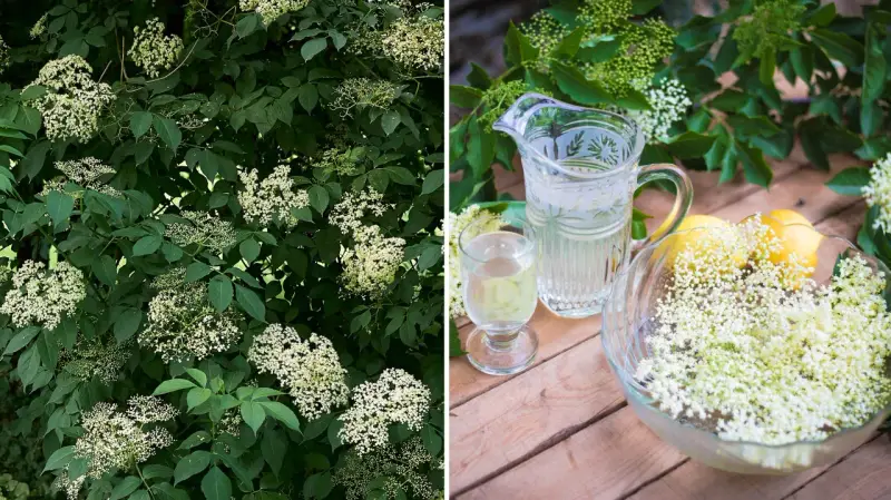 Fläderblommor redo att plockas för att beskära fläder och göra saft. En karaff med dryck och citroner står redo.