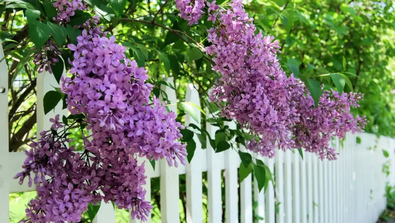 Lila syrenblommor hänger över ett vitt staket. Det är dags att beskära syrenen för att ge plats åt nya blommor.