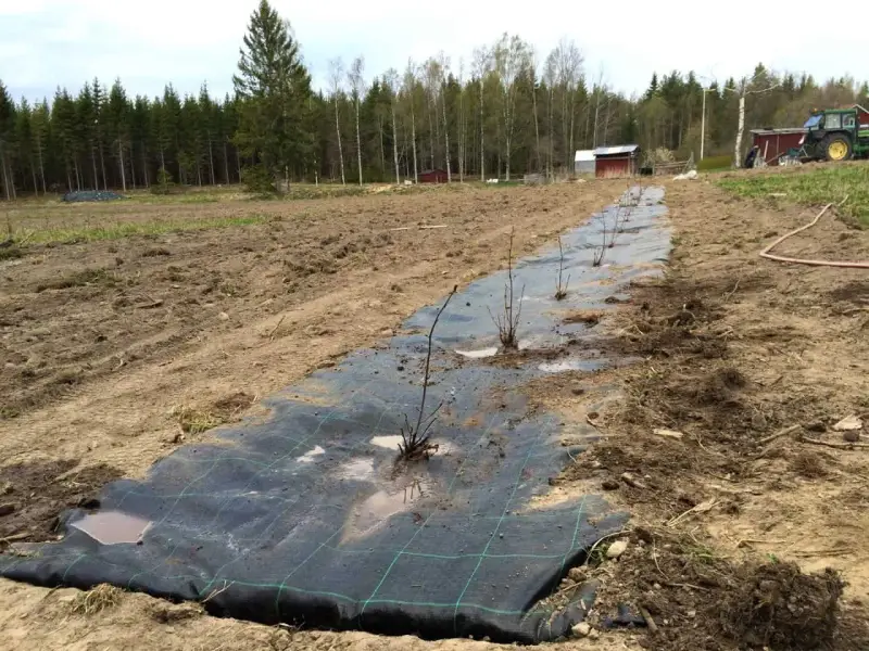 Nyplanterad aronia buske rad på markduk i ett fält. Traktor och byggnader syns i bakgrunden.